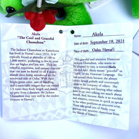 Adopt an Island Chameleon - Akela - Picture 3 of 4